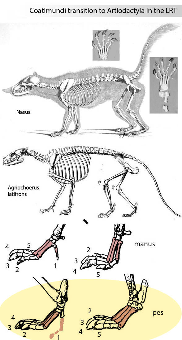 Agriochoerus latifrons and Notharctus