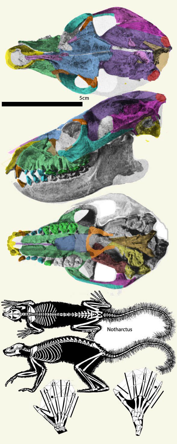 Notharctus skull