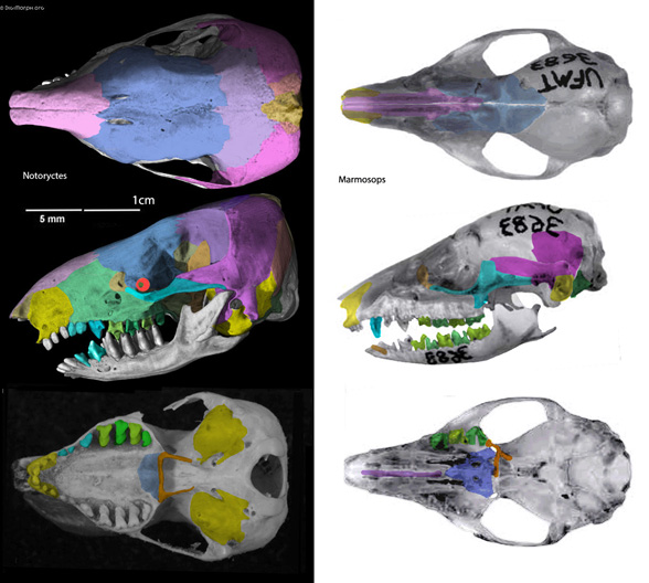 Notoryctes skull 2 views