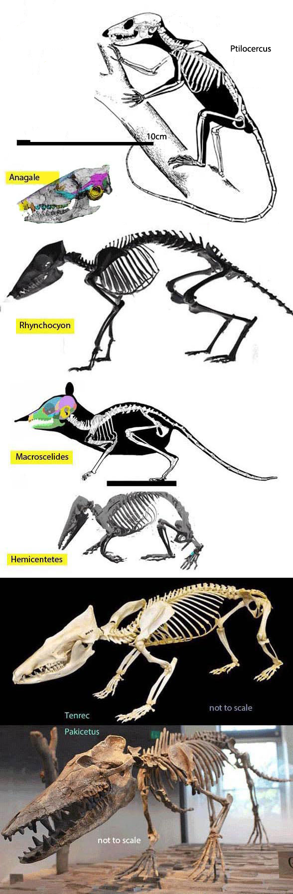 Odontocete ancesrtors