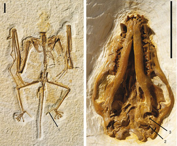 Onychonycteris skull in situ