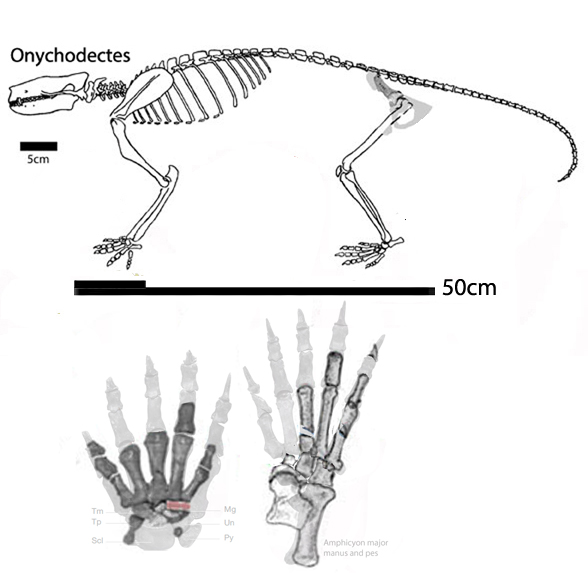 Onychodectes skeleton