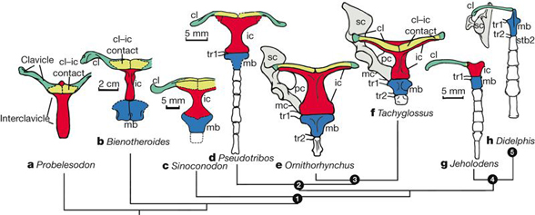 Ornithorhynchus sternum