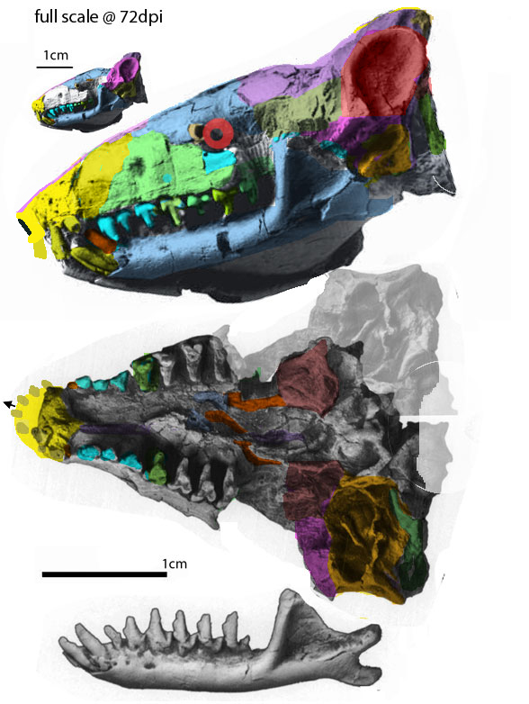 Ottoryctes skull