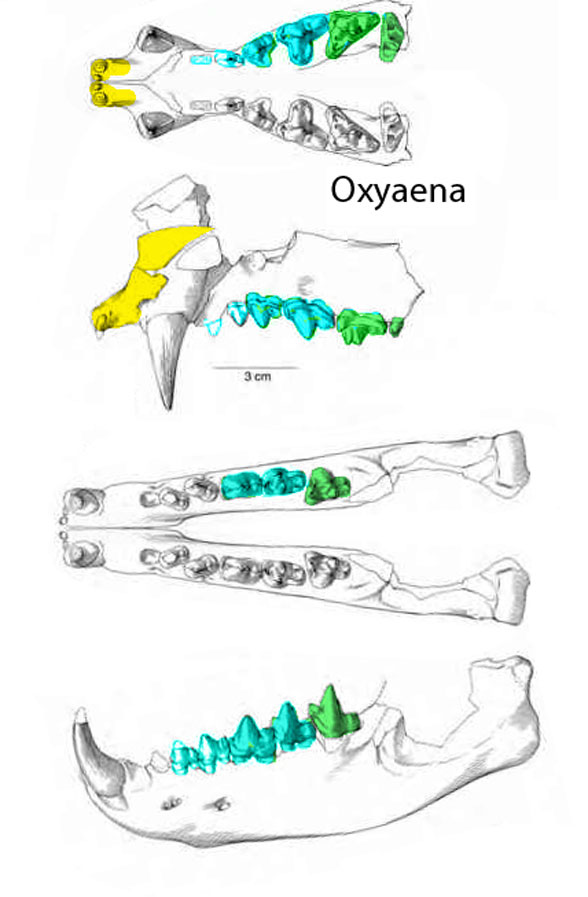 Oxyaena teeth