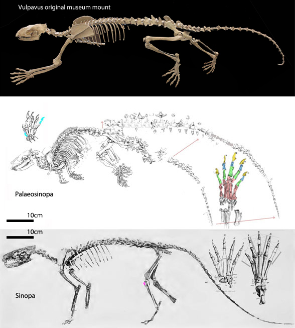 Palaeosinopa and Sinopa to scale