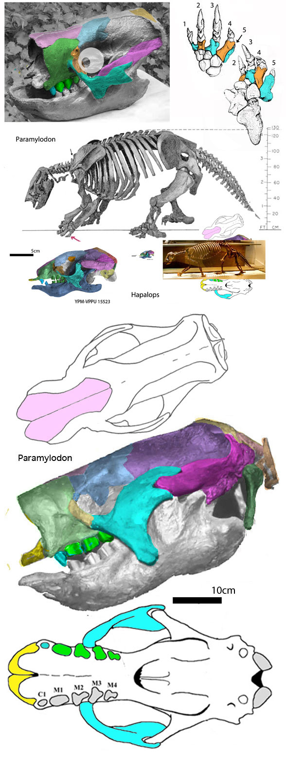 Paramylodon
