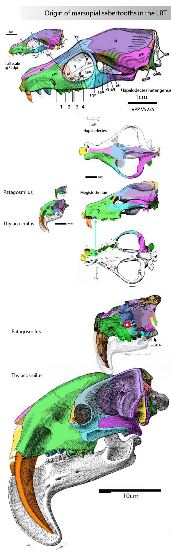 Patagosmilus and Thylacosmilus