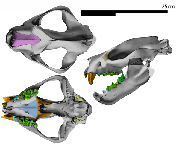 Patriofelis skull 3 views