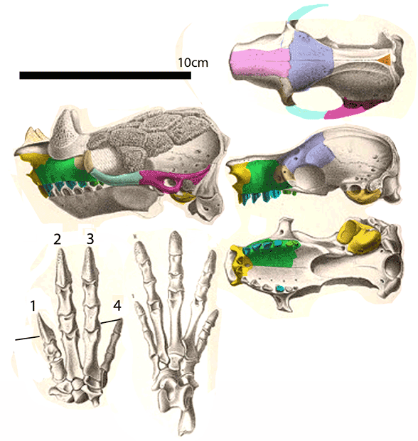 Peltephilus