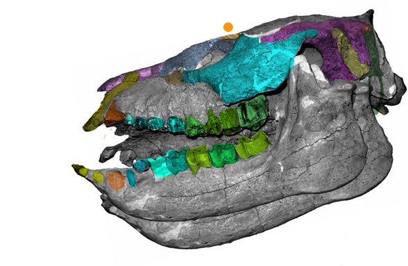Periphragnis skull