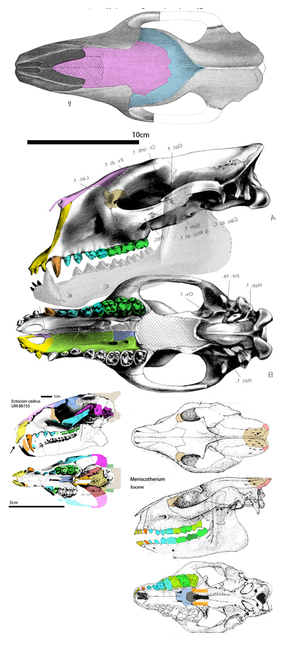 Phenacodus skull diagram