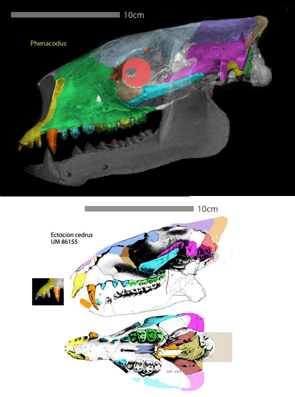 Phenacodus skull restored alongside Merycoidodon