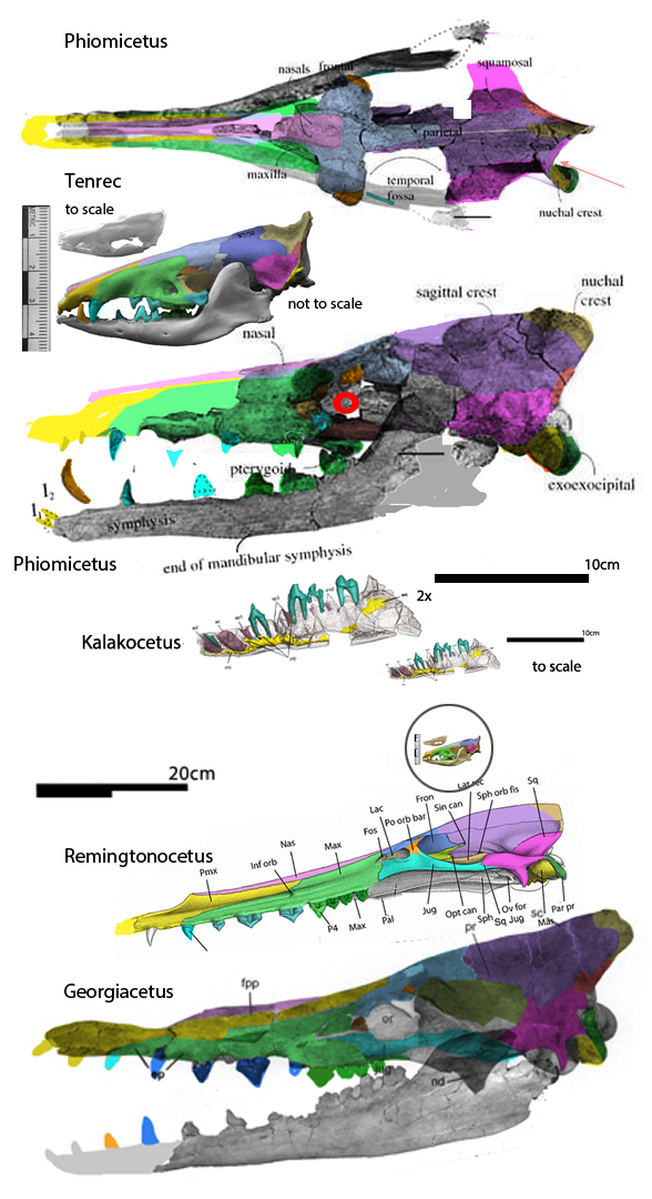 Phiomicetus anubis skull