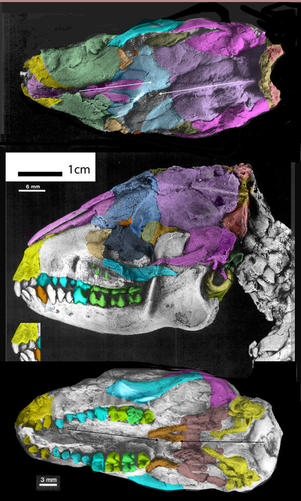 Pholidocercus skull