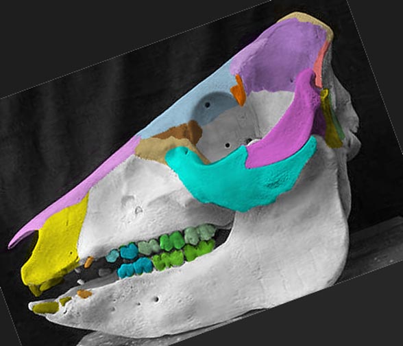 Sus skull