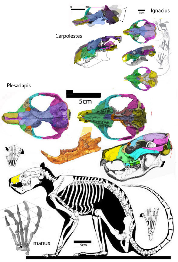 Plesiadapis