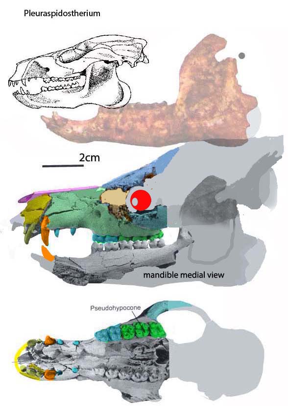 Pleurospidotherium skull