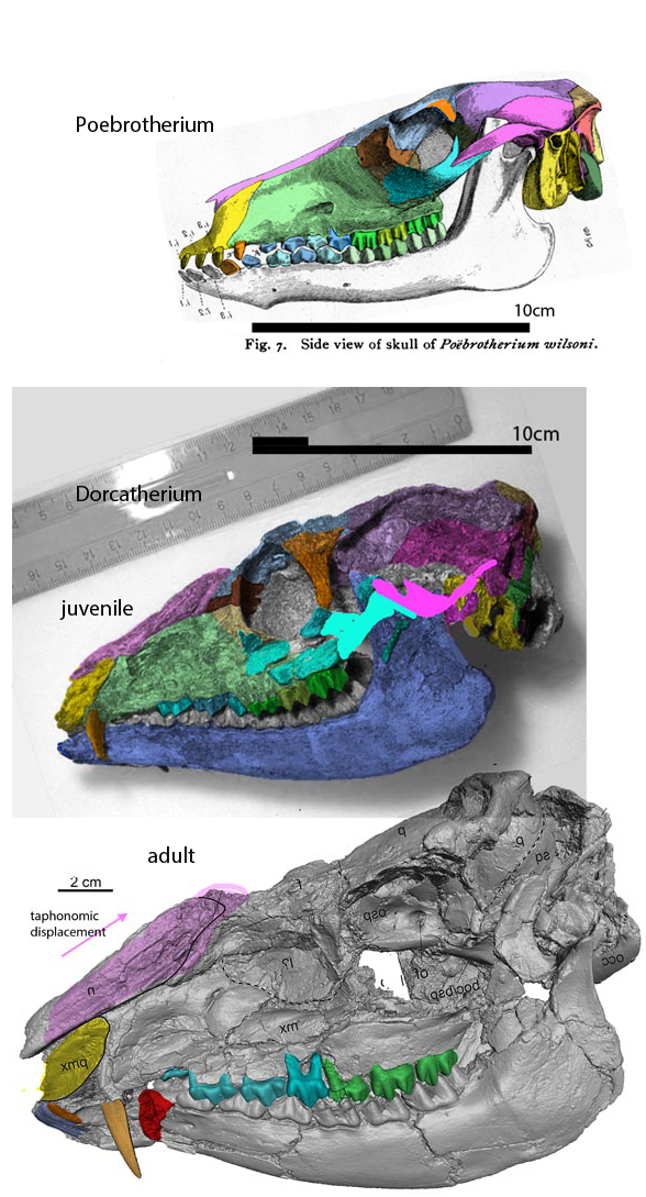 Poebrotherium skull
