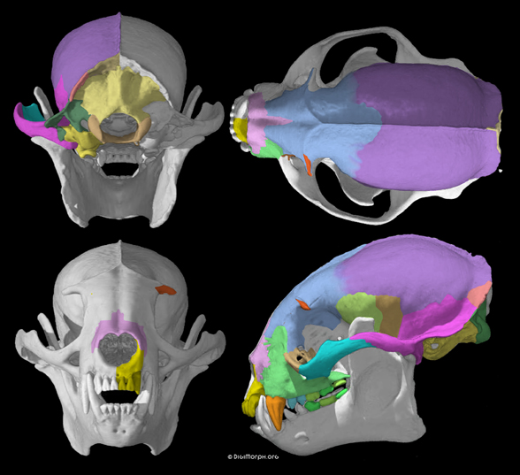 Potos skull