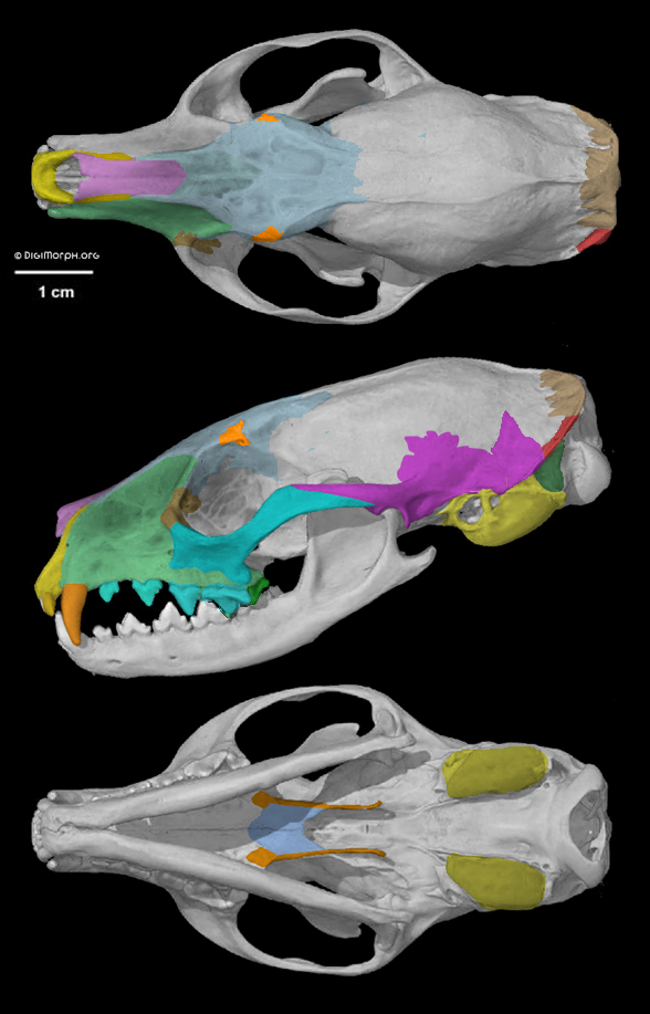 Prionodon skull
