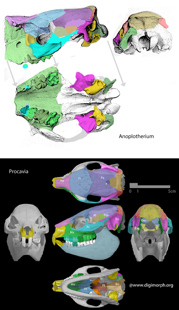 Procavia skull