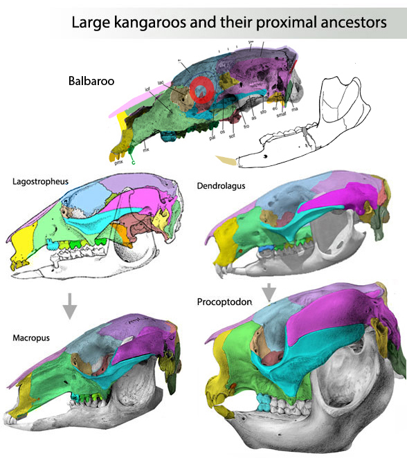Procoptodon skull