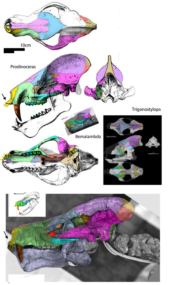 Prodinoceras compared