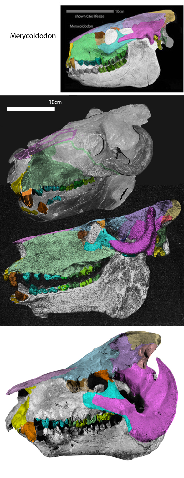 Promerycochoerus