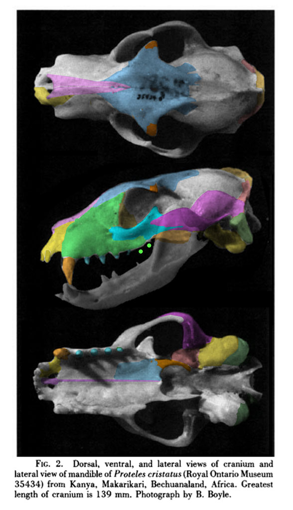 Proteles skull