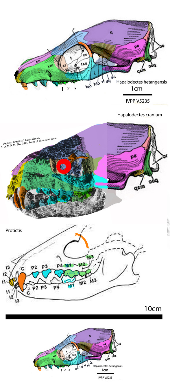 Protictis