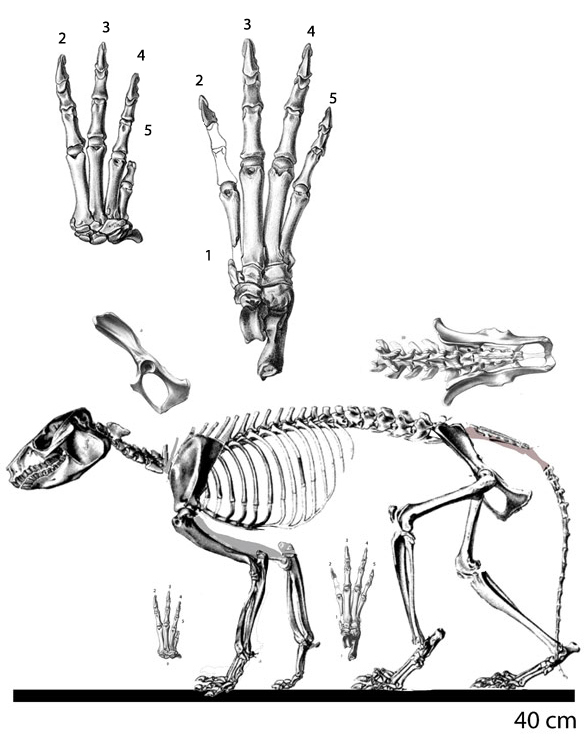 Protypotherium manus and pes