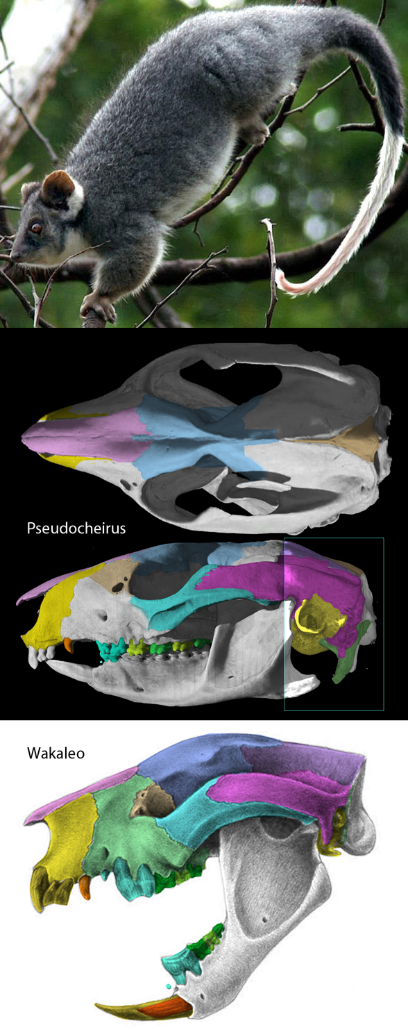 Pseudocheirus skul and invivo