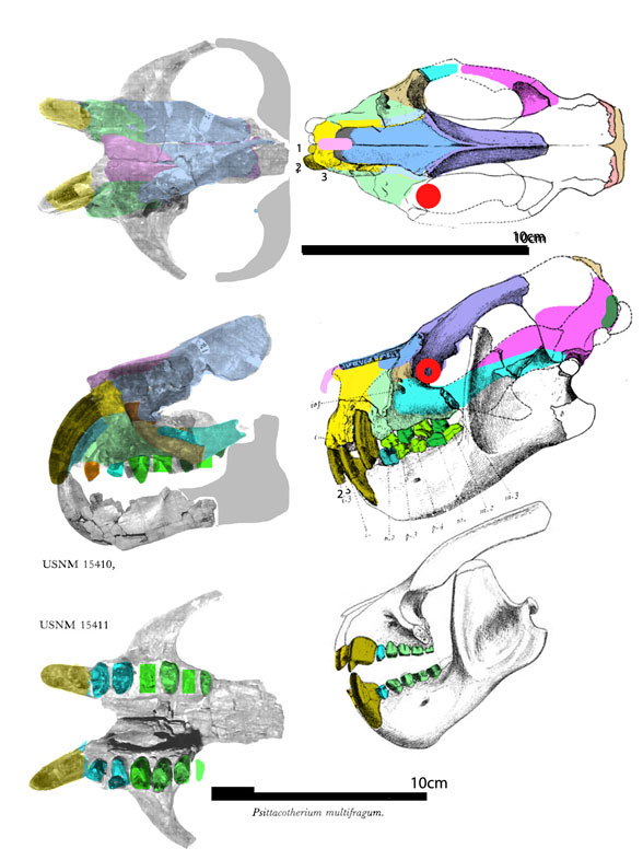 Psittacotherium skulls