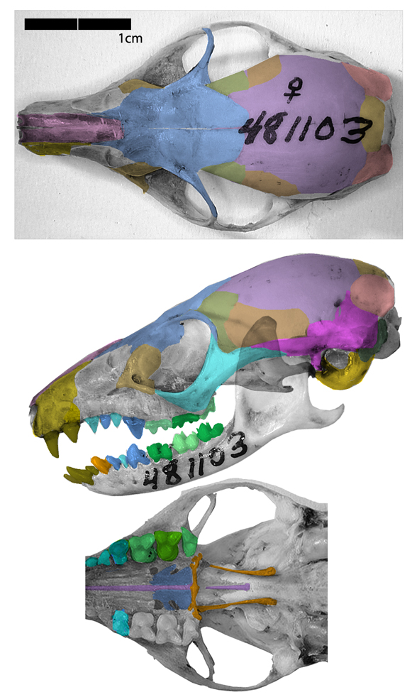 Ptilocercus skull