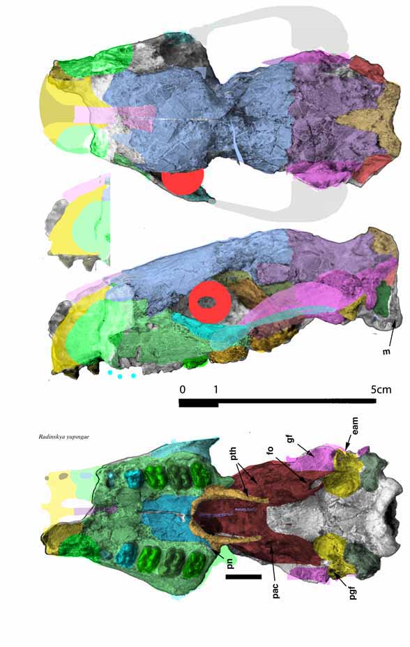 Radinskya skull