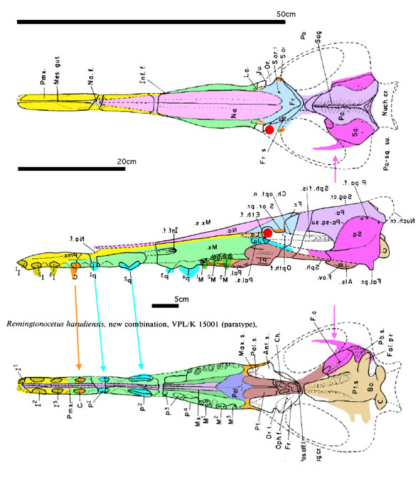 Remingtonocetus skull in 3 views.