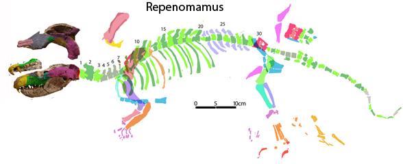 Repenomanus