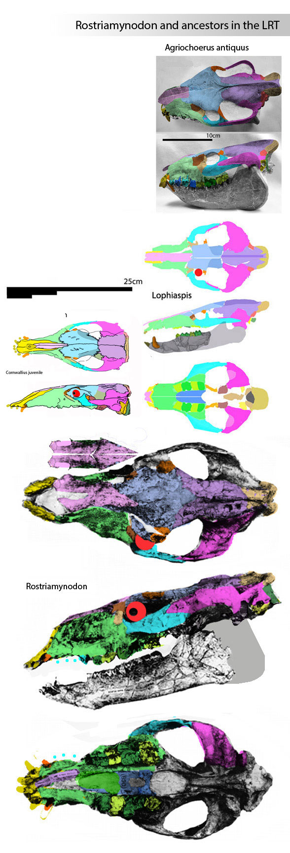 Rostriamynodon ancestors