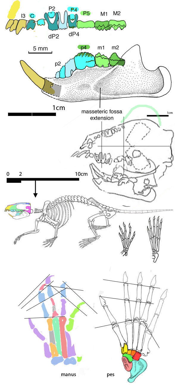 Rugosodon