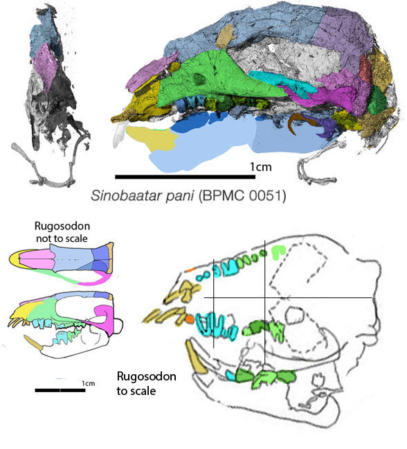 Sinobaatar skull