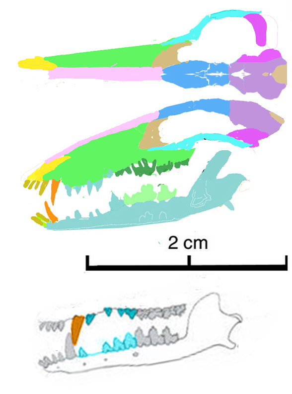 Sinodelphys skull
