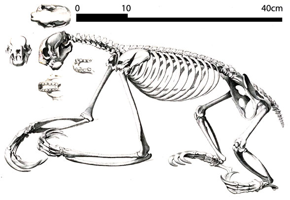 Bradypus the three-toed sloth skeleton588