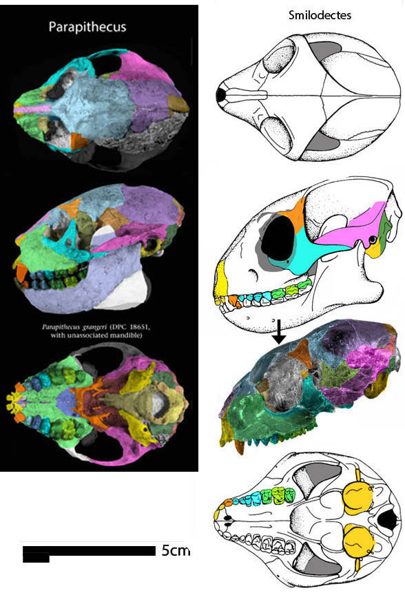 smilodectes skull diagram