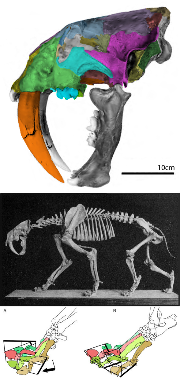 Smilodon natalis