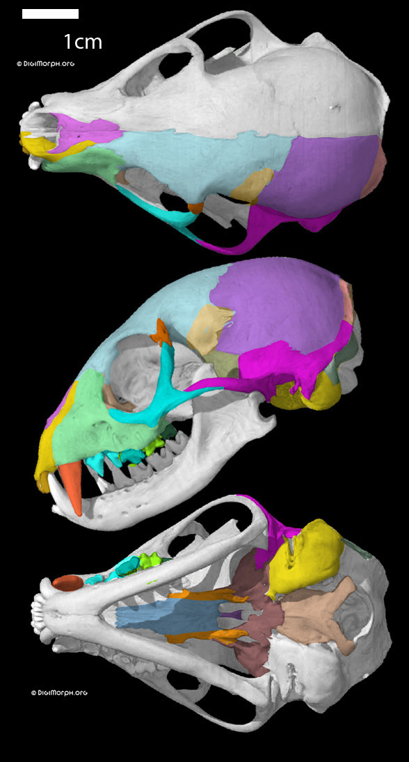 Suricata skull