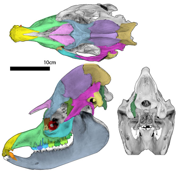 tapir skull
