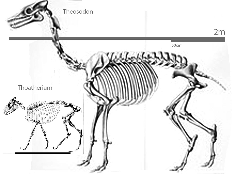 Theosodon skeleton