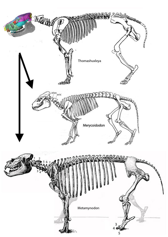 origin of hippos