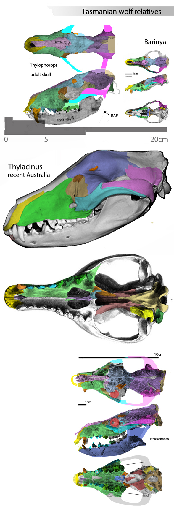 Thylacinus relatives